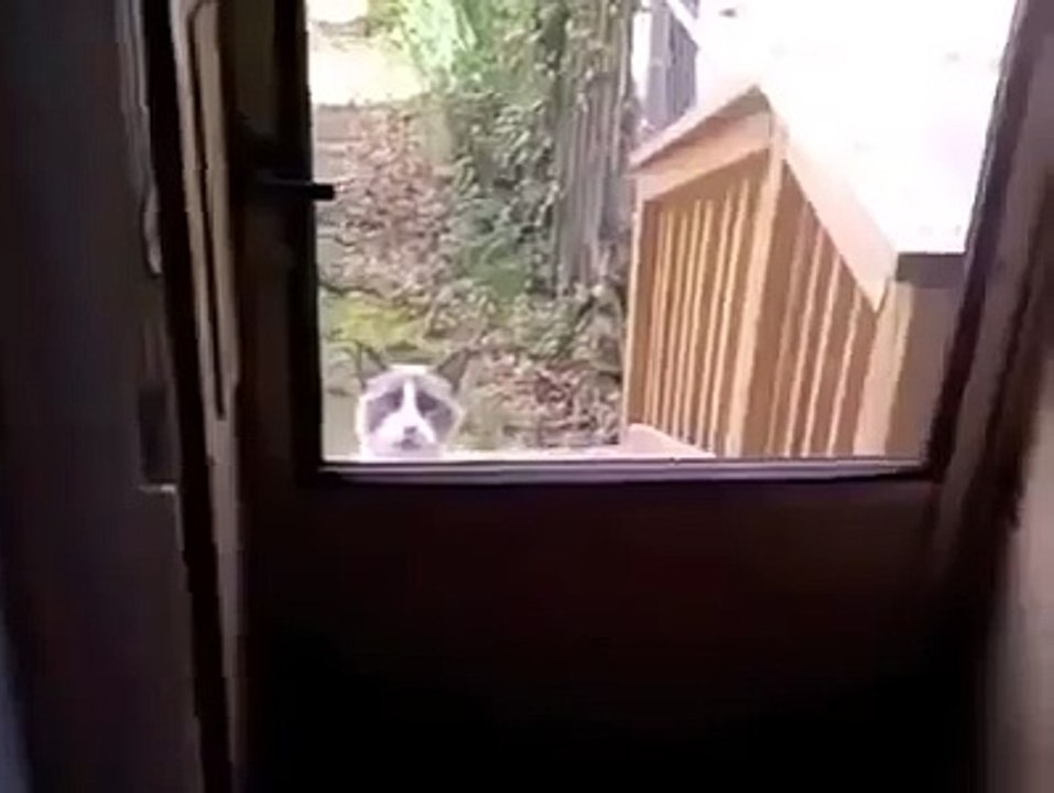 قطو مطرود من البيت ههههههههههههه