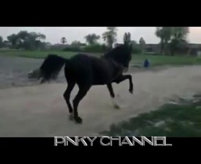 Horse dancing show pakistan