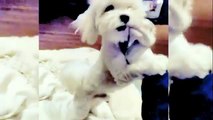 Bichon Frise Shih Tzu Puppy Growling - Cooper