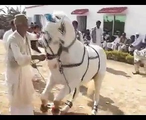 Horse dancing with old man in show.