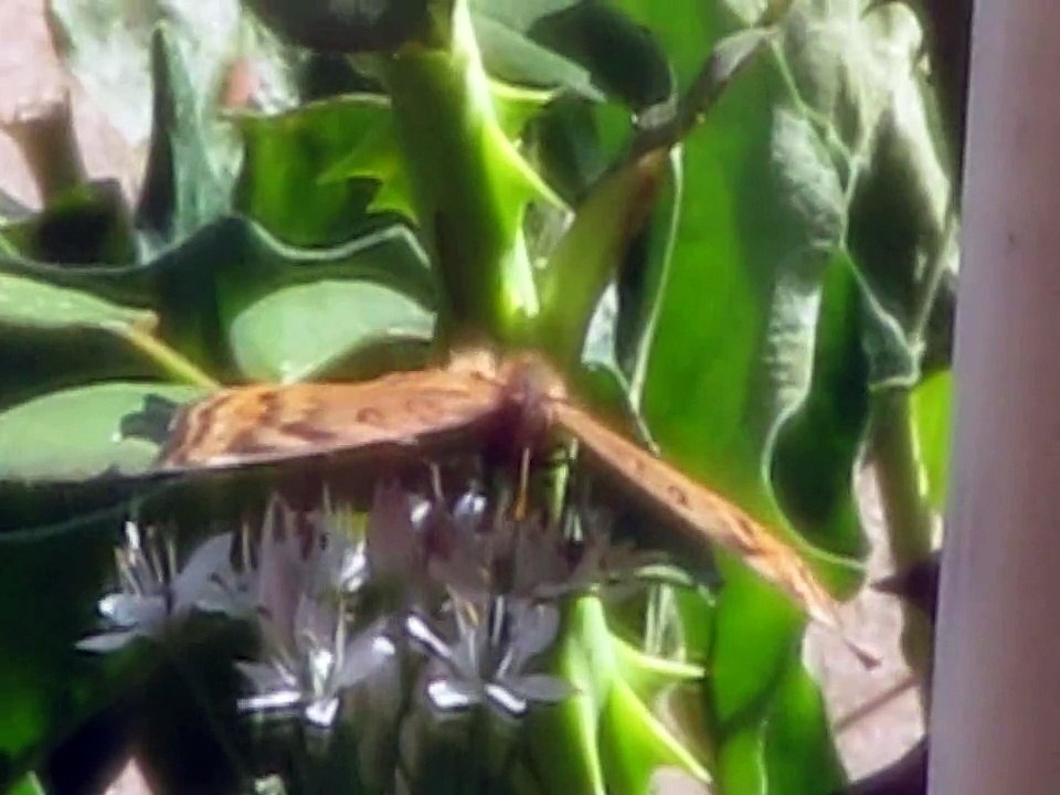 Butterfly or Moth?