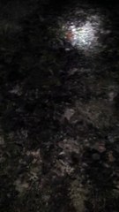 Blu treed  3/25/2015 with gun shoes fired