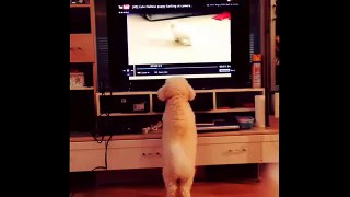 Khloe the Bichon Frise talking to the dog on TV