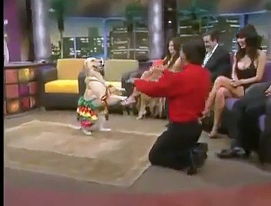 Trained Dog