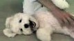 Funny Dogs PROOF THAT DOGS CAN SMILE ~ BICHON FRISE ~ FUNNY DOG! ~ Bichon Poodle