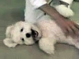 Funny Dogs PROOF THAT DOGS CAN SMILE ~ BICHON FRISE ~ FUNNY DOG! ~ Bichon Poodle