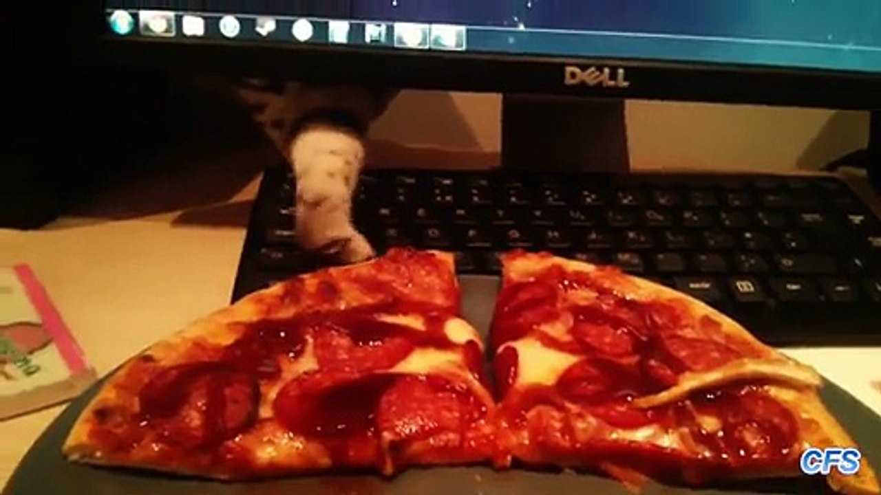 Compilation : des chats volent des pizzas