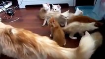 Yavrularını Korkutan Anne Kedi