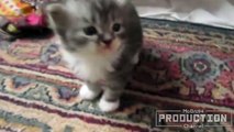 ★★ Cute cats meowing - Cute kitten compilation ★★.mp4
