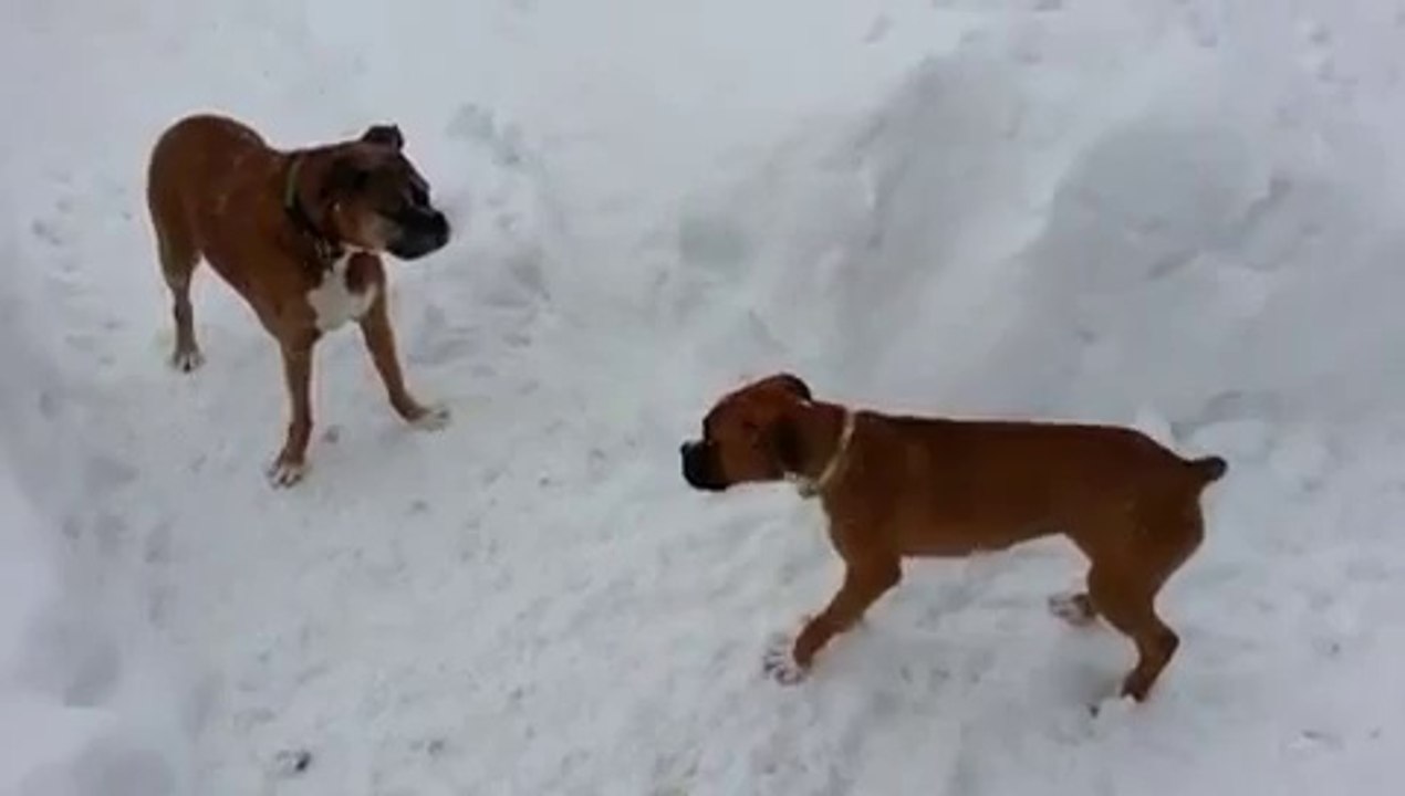 Un vieux chien joue un mauvais tour à un jeune chien
