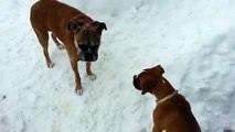 Old dog VS young dog.... Funny trick