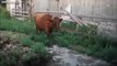 So smart cows - Hilarious animal compilation