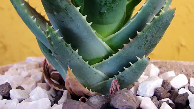 Natural Health Remedies-Natural Vitamin Supplements