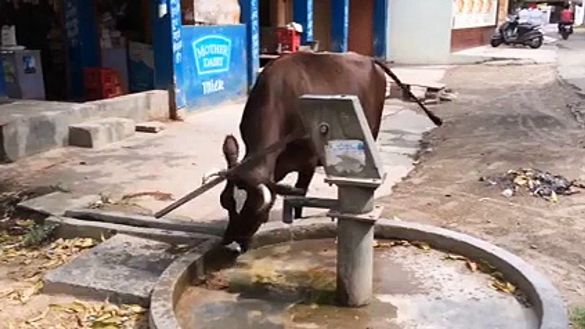Intelligent Smart Cows