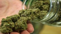 Un 39 % de consumidores de marihuana en Uruguay es reacio al registro oficial