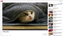CATSTACAM, la caméra Whiskas qui met les chats sur Instagram
