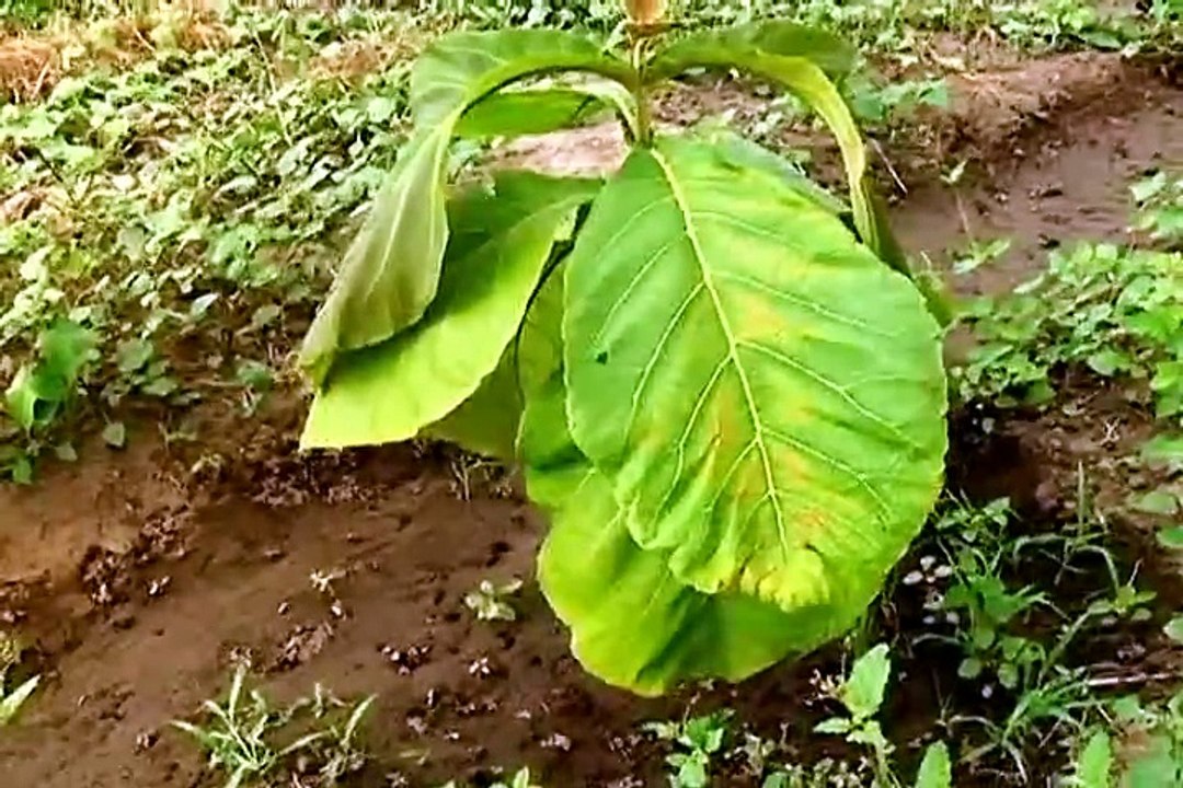 26 de marzo de 2015 Corpoica Forestales (1)