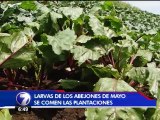 Agricultores de Zarcero utilizan control biológico para erradicar abejones