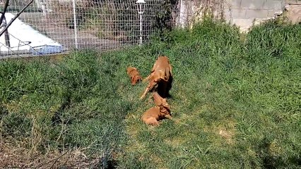 Eden et ses 2 derniers chiots 26 mars 2015