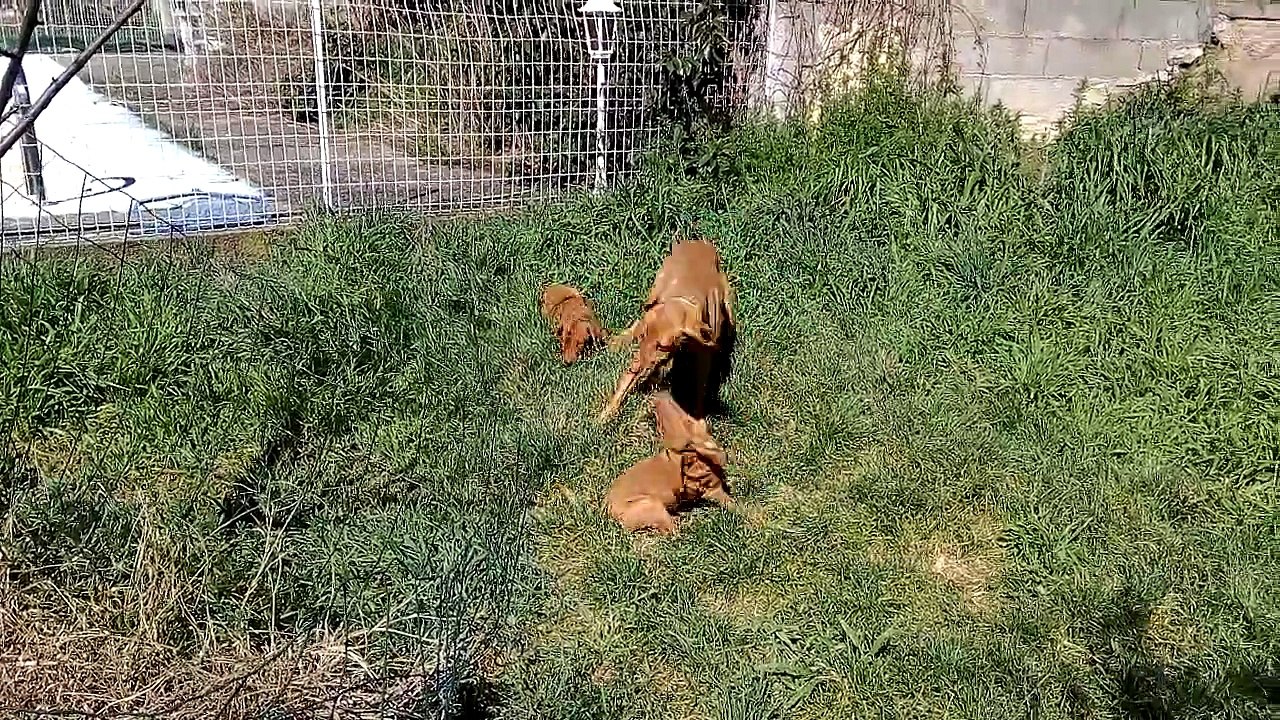 Eden et ses 2 derniers chiots 26 mars 2015