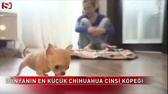 Dünyanın en küçük Chihuahua cinsi köpeği