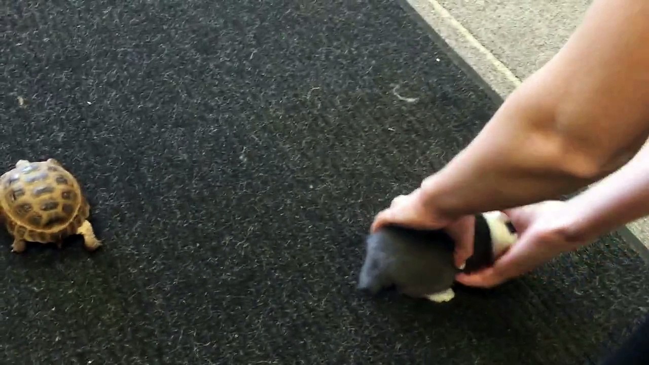 Course entre un lapin et une tortue dans une animalerie