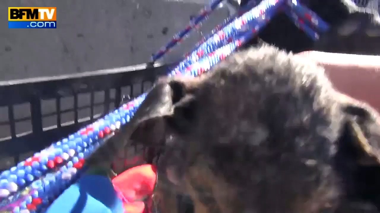 L’émouvant sauvetage d’un chien récupéré dans un fleuve