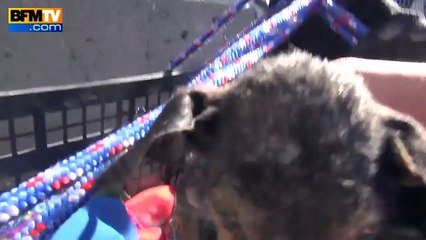 L’émouvant sauvetage d’un chien récupéré dans un fleuve