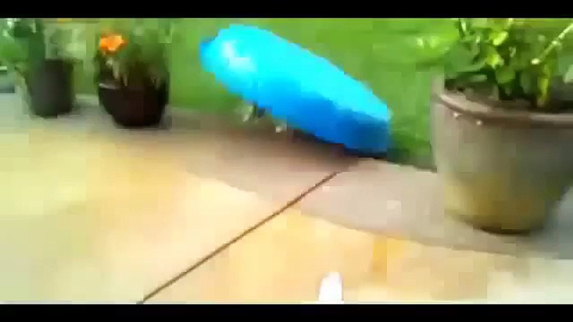 Funny Cats   Funny Dogs   Funny Pets   Funny videos compilation of animals