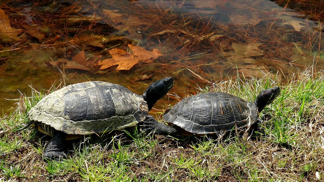 Turtles