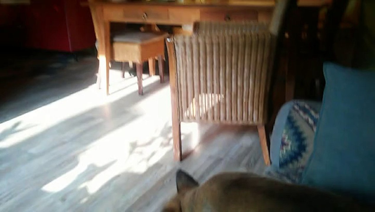 Be Aware HOSHI @ Flying Malinois! The Sky is the limit!