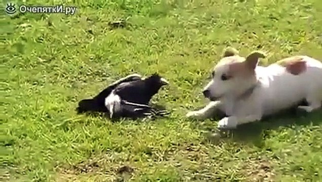 ДРУЖБА Вороны и собаки Смотреть всем!Приколы. Шутки. Юмор. » Смотреть онлайн новинки фильмов в хорошем качестве бесплатно.