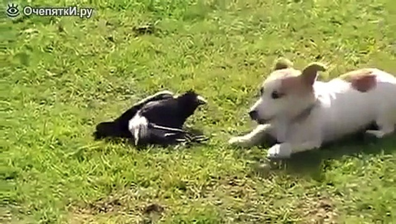 ДРУЖБА Вороны и собаки Смотреть всем!Приколы. Шутки. Юмор. » Смотреть онлайн новинки фильмов в хорошем качестве бесплатно.