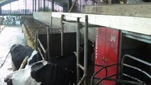 Brumisation dans une étable - High Pressure Misting System in a barn