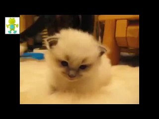 Funny - An adorable ragdoll kitten becomes one with the rug
