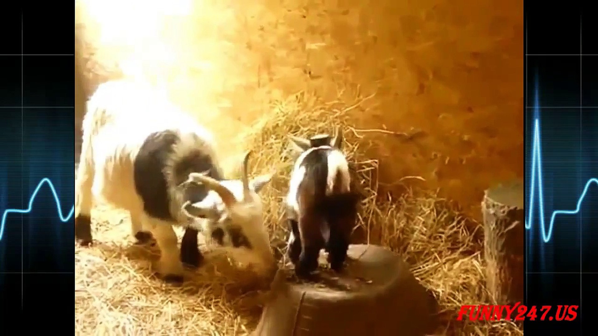 ⁣Goats: Funny Video With Baby Goats - Love animal