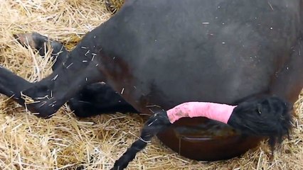 Sally Horse: Animals Born Baby Compilation - Love animal