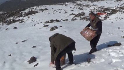 Iğdır - Ağrı Dağı'na Yaban Hayvanları İçin Yem Bırakıldı