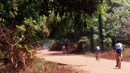 قطاع الملح الغيني يعتمد الطاقة الشمسية لإنقاذ غابات المانغروف