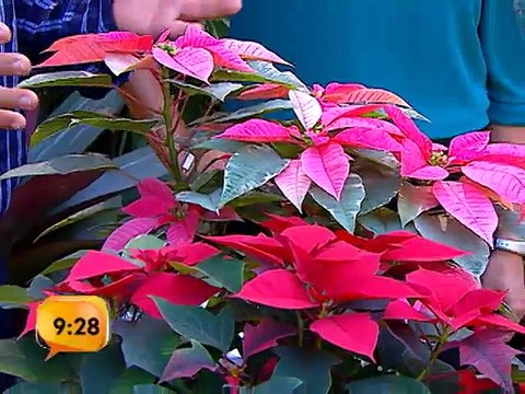 Cuidados básicos para el cuidado de pastoras