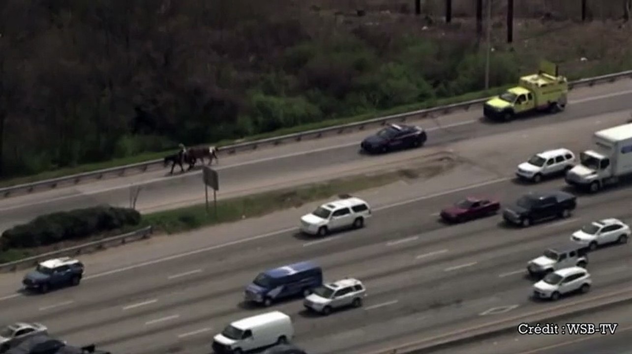 WTF - A cowboy on a highway