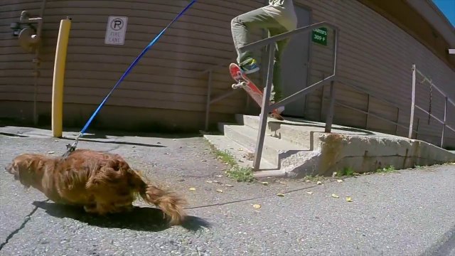Un teckel tire un skateur avec sa laisse