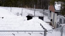 Des ours prennent du bon temps dans la neige