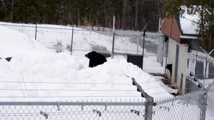 Des ours prennent du bon temps dans la neige