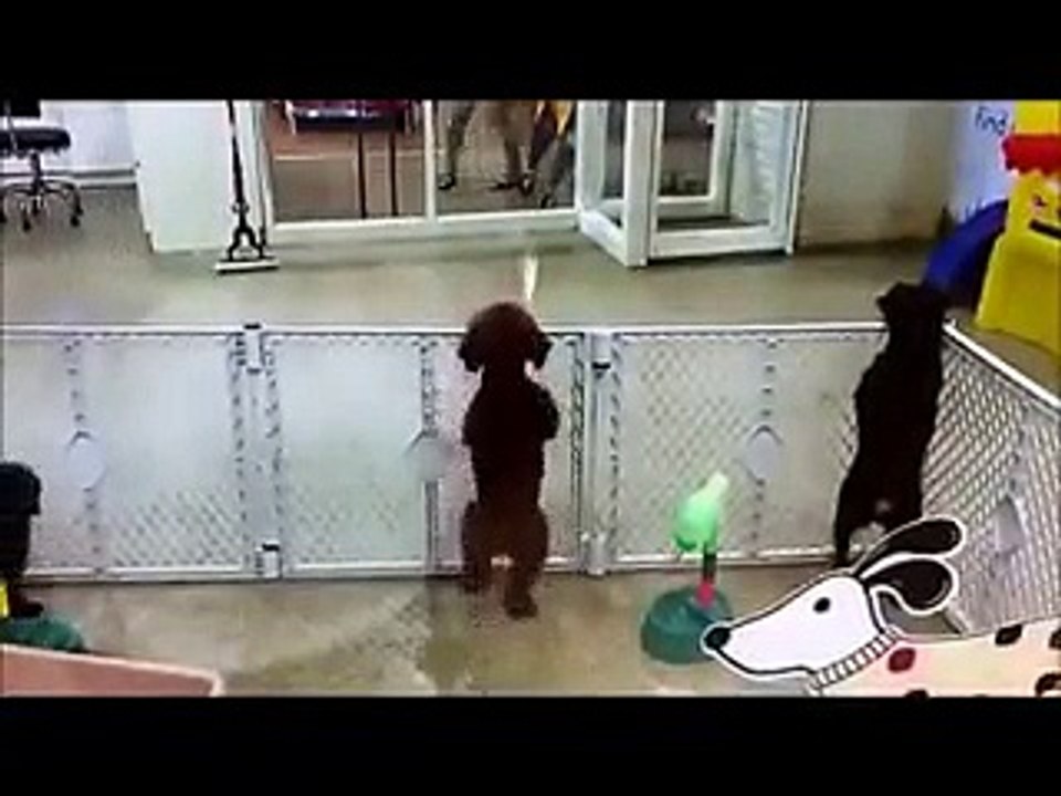 cachorro dançando