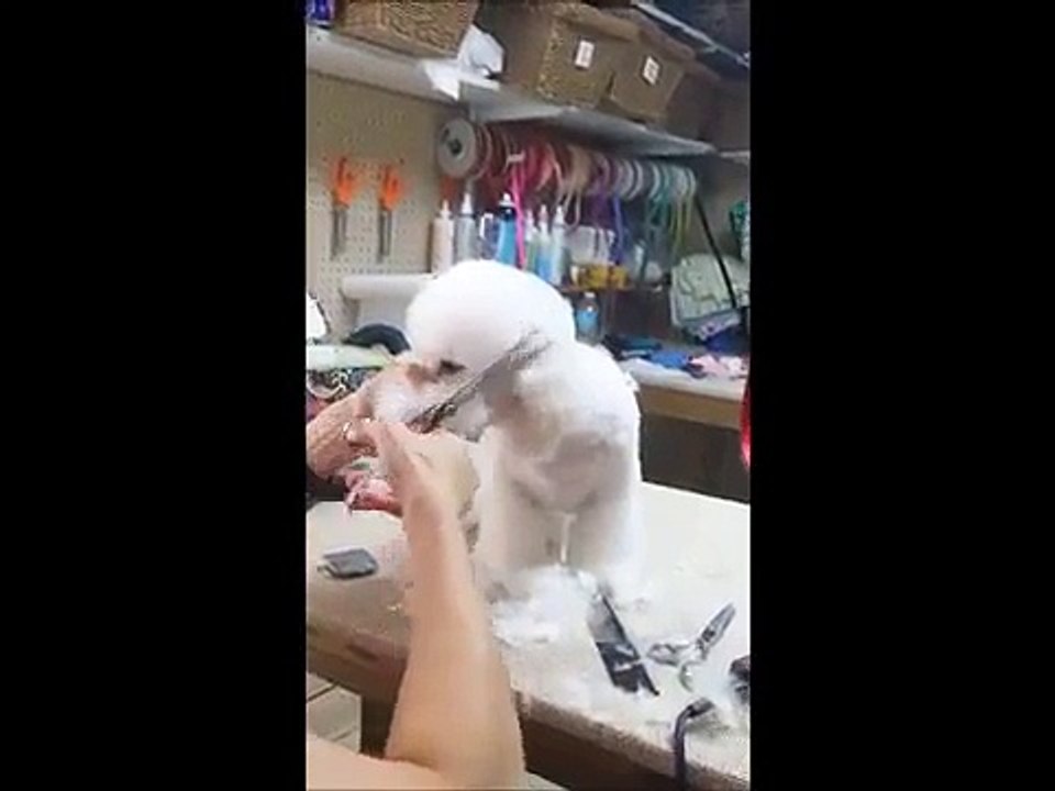 Asian dog grooming styles    teddy bear poodle head on a bichon frise