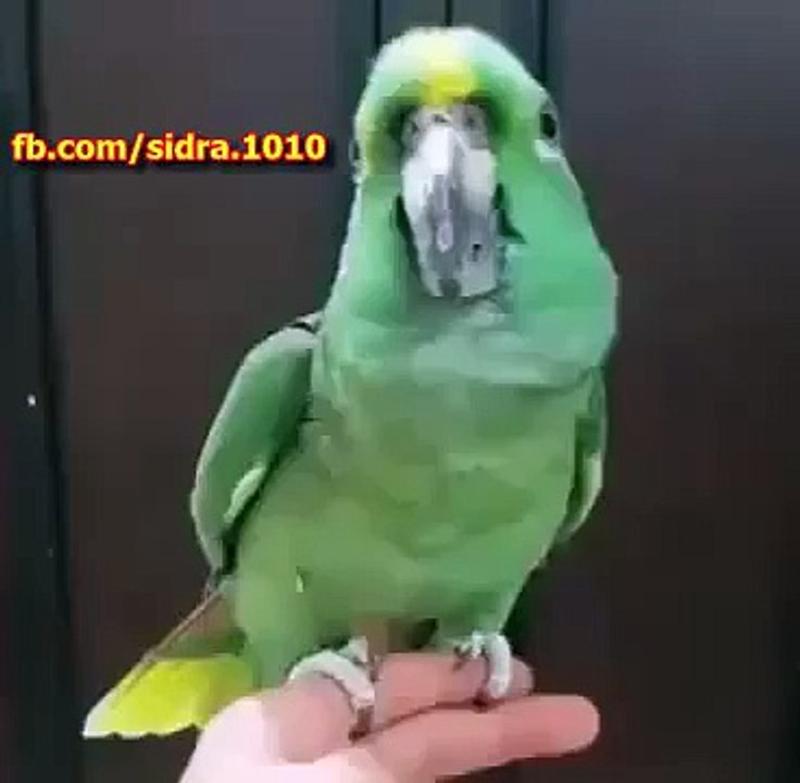 Parrot very interesting