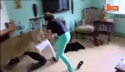 Lioness Attacks Man In Home;London T.v REPORT