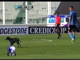 Perro interrumpe partido en Argentina