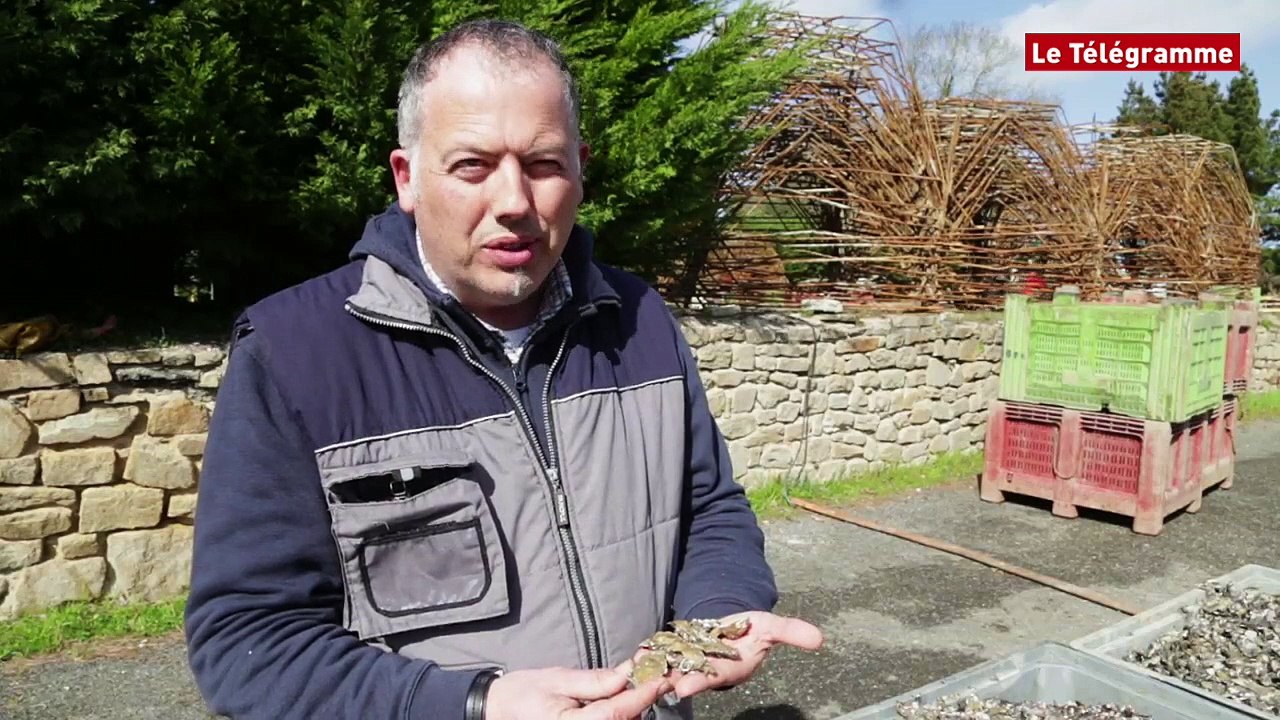 Ostréiculture. Du naissain sur la moule à l'huître